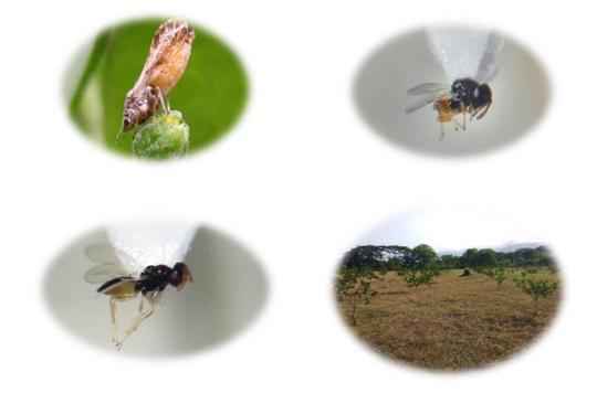 Investigadores de la Universidad Centro Occidental Lisandro Alvarado (UCLA) descubren un nuevo enemigo natural para combatir al Dragón Amarillo
