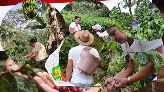 🌱 Presentación del Proyecto de Sistemas Agroforestales Cafetaleros Sostenibles con Enfoque de Género 🌱