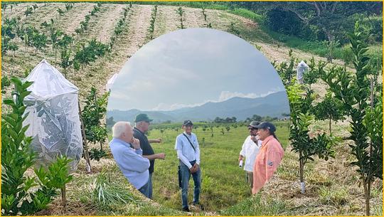 🍊 Renace la Citricultura en Venezuela🍊