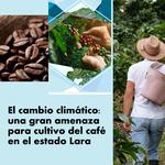 El cambio climático: una gran amenaza para cultivo del café en el estado Lara
