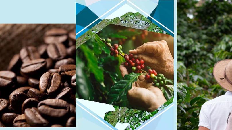 El cambio climático: una gran amenaza para cultivo del café en el estado Lara