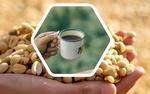 Del sol a la taza: Transformando el café venezolano