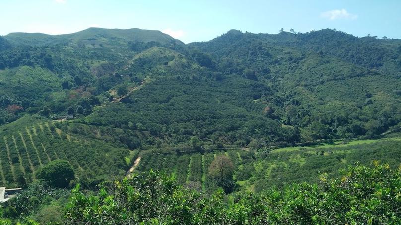 La crisis del HLB, una oportunidad para  crear la nueva citricultura en Venezuela