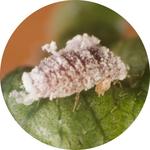 Normas para la Prevención, Contención, Control y Erradicación de la plaga "Cochinilla rosada"